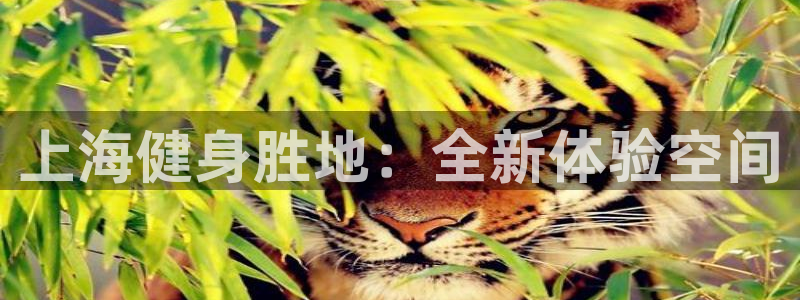 意昂4招商